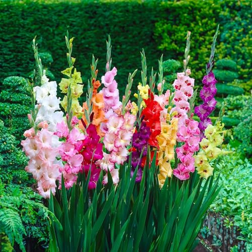 Bulbos de flores | Bulbos de los mejores productores holandeses | Selección y control de calidad | Floración garantizada. (10 Gladiolos MIX)