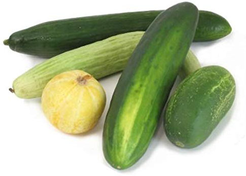 J and L Heirloom Cucumber Seeds Collection Mix 10 Varieties 25 Seeds from Our Organic French Farm