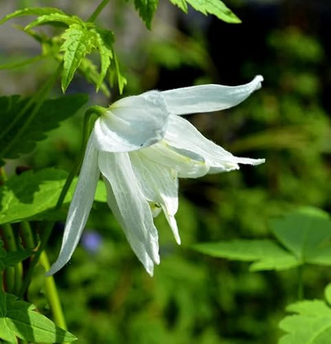 Immergrüne Duft Waldrebe Snowdrift 60-80cm - Clematis