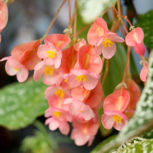 Forellenbegonie Samen - winterfeste pflanzen für balkon Begonia maculata - pflanzen samen exotische samen pflanzen garten büropflanzen, zimmerpflanzen grünpflanzen, topfpflanzen bonsai 200pcs