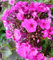 5 pezzi piante perenni grandi fiori di fiamma, rosa fiamma, phlox paniculata, vaso da 1 l