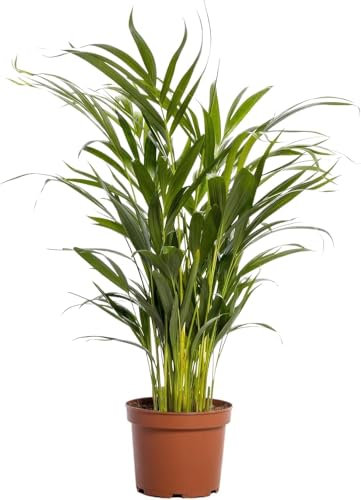 Happy Plants Areca Palm Goldpalme/Dypsis Lutescens - Zimmerpflanzen Groß - luftreinigende pflanzen - Frisch aus der Gärtnerei (ohne Topf, 70 cm)