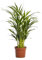 Happy Plants Areca Palm Goldpalme/Dypsis Lutescens - Zimmerpflanzen Groß - luftreinigende pflanzen - Frisch aus der Gärtnerei (ohne Topf, 70 cm)