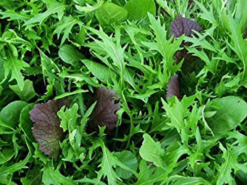 Organic Unusual Oriental All Greens Salad Mix Vegetable Seeds 400 Seeds - Mizuna, Komatsuna, Tatsoi, Red Giant Mustard and Red Russian Kale