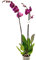 Orquídea Natural Phalaenopsis Flores Moradas Planta de Interior Decorativa en Maceta Ø10 cm Alto 70 cm Hogar Oficina o Regalo