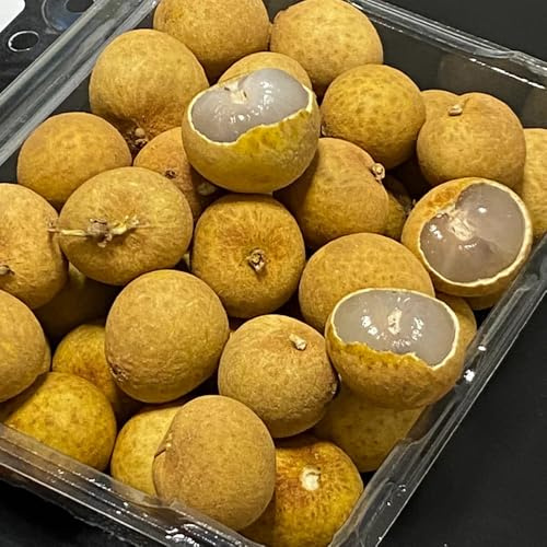 25 piezas Semillas de longan, semillas de frutas, planta de arboles frutales semillas de frutas plantas exóticas resistentes semillas de frutas semillas exóticas árboles frutales