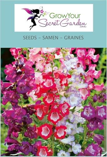 Penstemon hartwegii giganteum, Galane en mélange, vivace