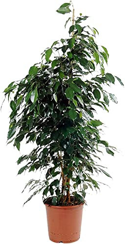 Ficus benjamin pianta VERA 80 cm resistente a siccità indoor uffici
