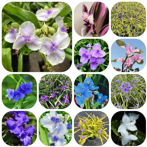 Semillas de Tradescantia - resistentes para el jardín, interior de jardín de cobertura del suelo raras, 300pcs