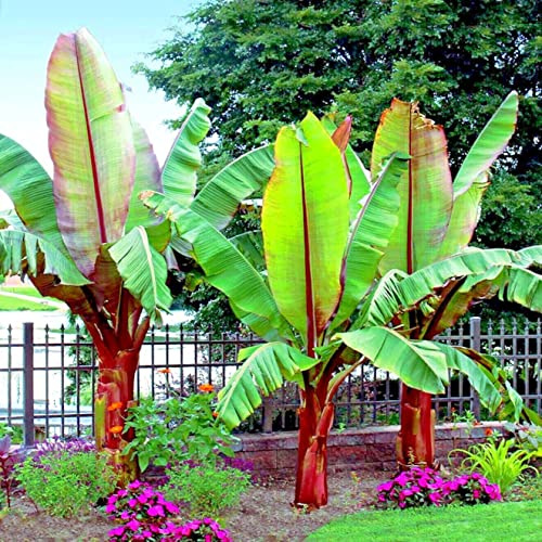 5 Seeds Red Abyssinian Banana | Musa Ensete ventricosum False Banana Plant Tree Rare