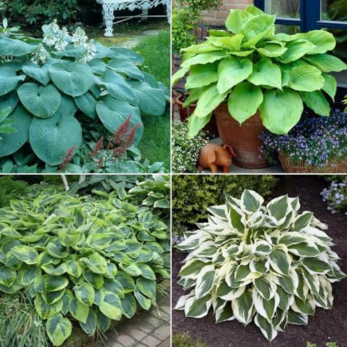 Hosta Bulbo Crecimiento RáPido, Exterior, FáCil De Cultivar, Resistente Al FríO. Bulbo Di Hosta Rizoma De Hosta,Hosta Pianta,Hosta Rizoma,Rizoma Hosta-8bulbos-A