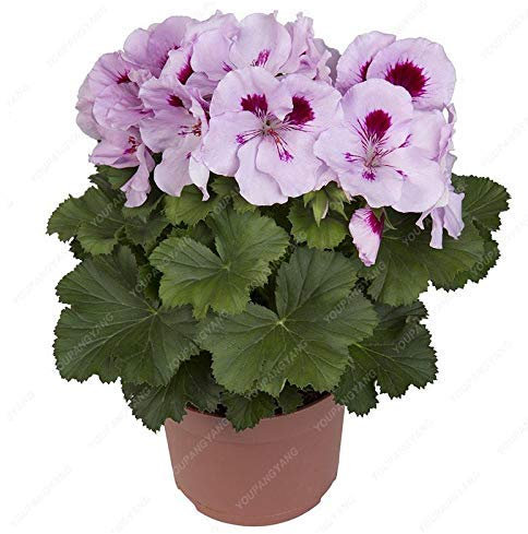 Bianco Rosso: Svi fresca 100 semi Pz fresco geranio per piantare Bianco Rosso