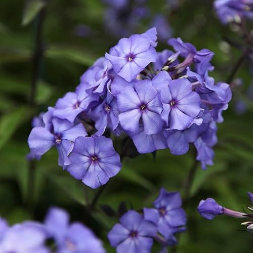Plant Theory Blue Paradise Border Phlox Perennials Flowering Plants Phlox Paniculata 2L Pot
