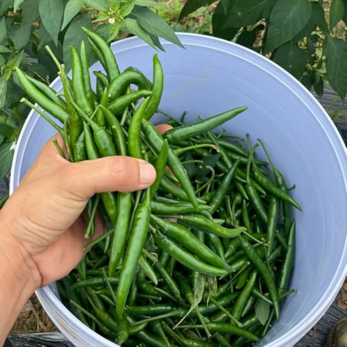 Semillas de chile, Semillas de chile extremadamente picantes organicas 400pcs