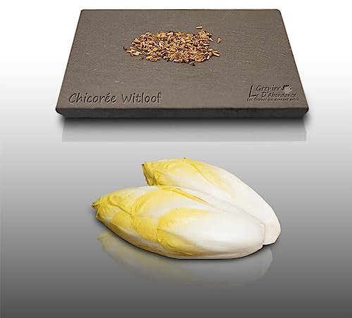 250 graines à semer - Le Grenier d'Abondance - CHICOREE Witloof - Cichorium