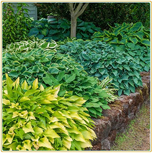 Piante hosta/Hosta/Come fiore ornamentale, ha una bellezza unica di oggetti naturali esterni-15 Rizoma