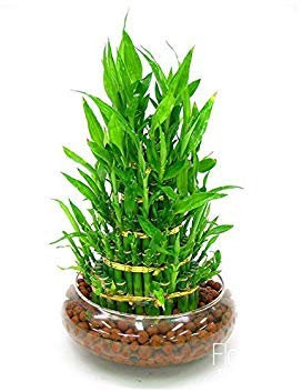 Perdita di promione! 6 generi di Lucky Bamboo Scegli Semi in Vaso varietà Completa Dracaena Semi del germogliamento Tasso 95%, 100 Semi/Lot, EUSH