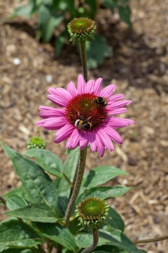 Echinacea purpurea 'Little Magnus' 11x11 cm Topf – Winterhart, Mehrjährig, Pflegeleicht – Purpur-Sonnenhut – Beetstaude für Garten & Rabatte