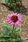 Echinacea purpurea 'Little Magnus' ca. 11x11 cm Topf - Purpur-Sonnenhut, rosa Blüten, Blütezeit Juli-September, bienenfreundlich, ideal für Rabatten, pflegeleicht