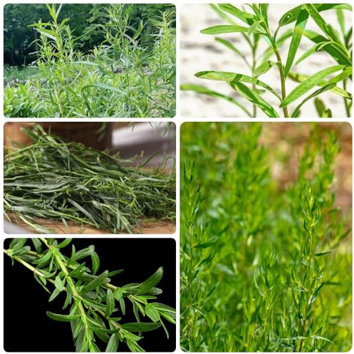Semi di dragoncello, semi di medicinali da giardino roccioso resistenti prodotti sostenibili esotiche giardino aromatiche 350pcs