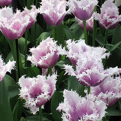 Bulbi di tulipano per i luoghi soleggiati resistenti tappezzanti in vaso per i luoghi soleggiati resistenti giardini rocciosi balcone, estivi varietà 4pcs