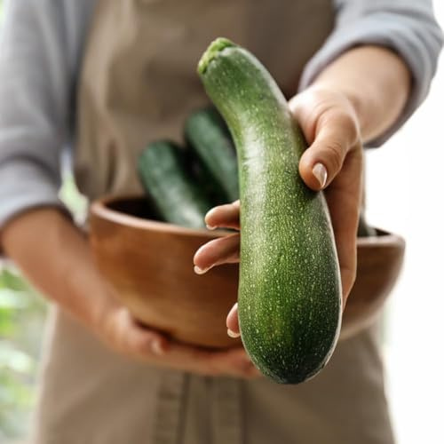 semillas de calabacín semillas de techo verde hortalizas calabacín balcón jardín interior, bonsái 10pcs