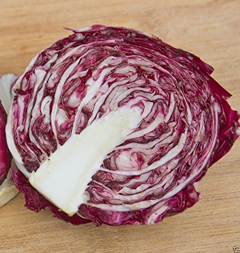 50 Seed extra-precoce radicchio.Perseo Cicoria, organico, semi di Utreated!:Seeds