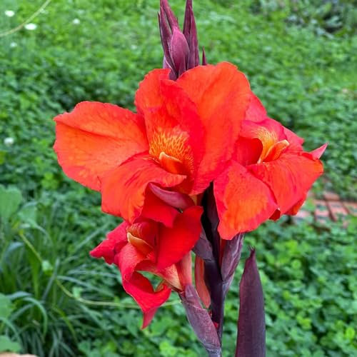 4 pcs canna lily zwiebeln - Canna indica - balkonpflanzen frühling canna knollen kaufen blumenzwiebeln frühblüher, blumen garten zimmerpflanzen blumen deko blumenzwiebeln kaufen, seltene