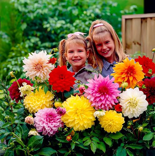 Collection de Tubercules de Dahlias Géants DinnerPlate - 5 Variétés de Bulbes de Dahlias - Mélange des Pays-Bas - Véritables Grandes Plantes pour Jardin et Pots (pas de graines, non artificiels)