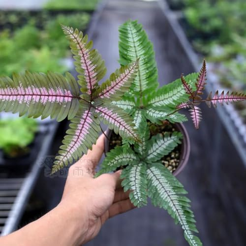 semillas - helechos resistentes para el jardín medicinales de helecho jardín cobertura del suelo silvestres, para camas elevadas 25pcs