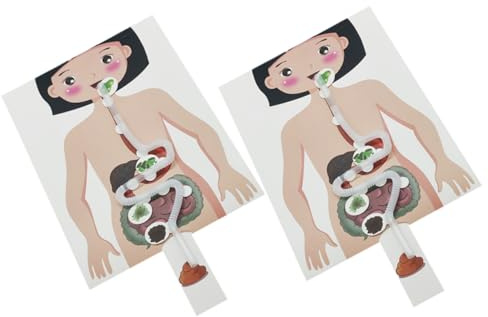 TOYANDONA Kit Giocattolo Fai da Te Apparato Digerente Umano 2 Set, Riproduzione Educativa per Esperimenti Scientifici, Materiale Didattico Stem per Apprendimento Interattivo e Creativo