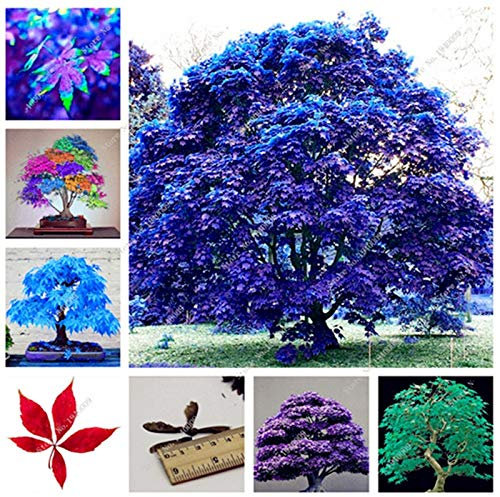 Nepenthes Plant Seeds for Gardening Dark Pink Pack of 100 : Seeds Only