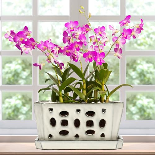 Teenyyou 9.5 Orchid Pot Ceramic with Hole Saucer for Repotting, White