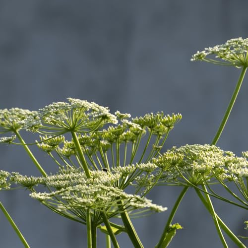 semi di levistico, antichi di levistico biologici da balcone, orto da interno rare, cucina 35pcs
