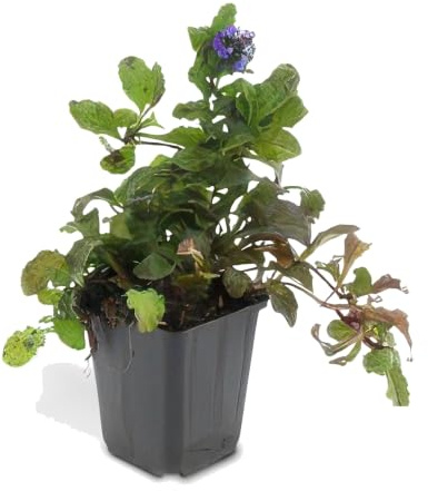 Plantas Tapizantes Ajuga Reptans, Jardín Sombra, Flores Azules, Pack de 24