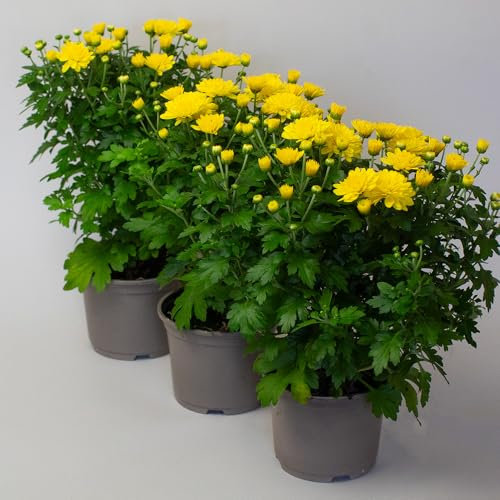 3 x Chrysanthemum Garden mums - Plants Outdoor Garden Ready, in 10.5cm Pots, Outdoor Perennial All Year Round (Yellow)