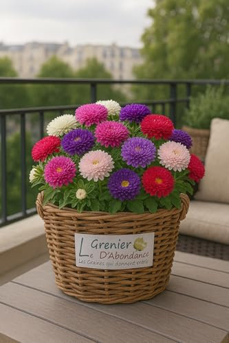 100 graines à semer - Reine Marguerite naine (Callistephus chinensis) - Le Grenier d’Abondance