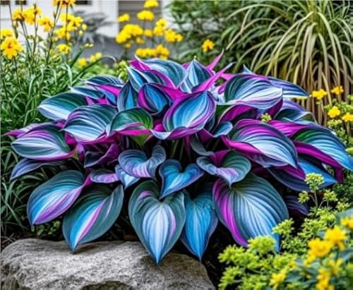 Hosta bulbi,Hosta pianta vera,Piante erbacee perenni,Facile da curare,Decorazione del giardino, bulbi belli e sani,Eleganza (non fiori artificiali)-4 Bulbi-B