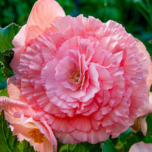 Bégonia Double Rose, 5 bulbes de bégonia de Hollande, Véritable plante de bégonia en pot (pas de graines et pas artificiel), vivace pour pots et balcons, pas rustique.