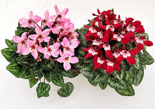 POWERS TO FLOWERS - CICLAMINO DIXIE ROSA e ROSSO, VASO 12CM, 2 PIANTE, piante vere