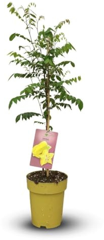 Attitude Jardin - Carambolier - averrhoa carambola - exotiskt fruktträd - 90–100 cm - ⌀ 22 cm