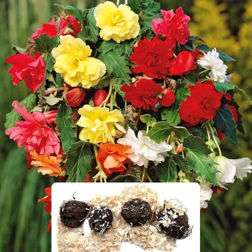 4-Pack of Mixed Begonia Pendula - Perfect for Baskets, Tubs & Planters - Vibrant Rainbow Blooms to Enhance Your Garden - Specifically Grown for UK Climate Conditions