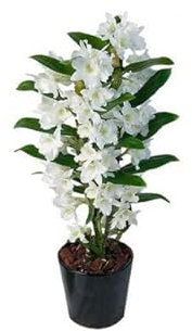 Dendrobium Nobile Blanco (Orquídea) Natural Planta Con Flores