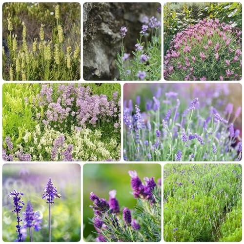 450 pcs lavendel samen mehrjährig winterhart blumensamen gastgeschenk lavendelsamen, gartenkräuter gartenpflanzen blumensamen bodendecker winterhart wildblumensamen indoor
