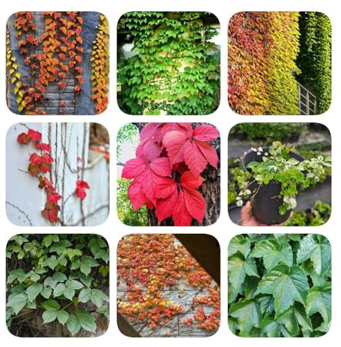 wilder wein pflanze samen - gastgeschenke hochzeit blumensamen garten pflanzen blumenwiese garten hochbeet flower biosaatgut blumensamen balkon pflanzensamen exotisch bienenblumen 500pcs