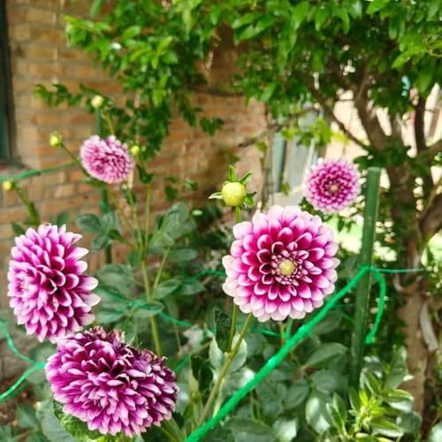 12 pezzi dalias bulbi resistenti perenni - bulbi temprana, decorazione primavera, esotica