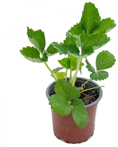 Fresa Planta Frutal Viva Frutas Frescas a tu Alcance