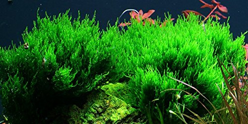 AquaOne Akvarium Växt i Vitro 2 stycken Mossa Taxiphyllum Flame vattenväxt 1–2 odlade akvarieväxter set mossa mugg laboratorieväxter