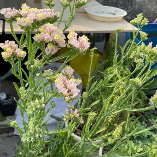 semi di lavanda di mare biologici - balcone 500pcs