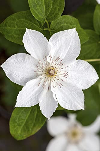 Clematis 'Destiny' 60–100 cm – Winterhart, Mehrjährig, Pflegeleicht – Waldrebe – Kletterpflanze für Pergola & Rankhilfe